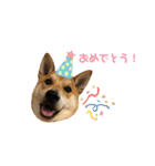 柴と甲斐のミックス犬むぎちゃん③（個別スタンプ：23）