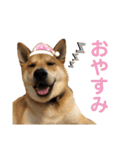 柴と甲斐のミックス犬むぎちゃん③（個別スタンプ：24）