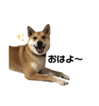 柴と甲斐のミックス犬むぎちゃん③（個別スタンプ：25）