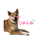 柴と甲斐のミックス犬むぎちゃん③（個別スタンプ：26）