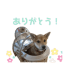 柴と甲斐のミックス犬むぎちゃん③（個別スタンプ：28）