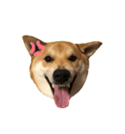 柴と甲斐のミックス犬むぎちゃん③（個別スタンプ：29）