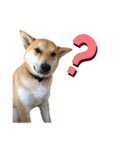 柴と甲斐のミックス犬むぎちゃん③（個別スタンプ：30）