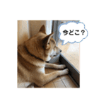 柴と甲斐のミックス犬むぎちゃん③（個別スタンプ：31）