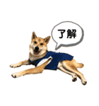柴と甲斐のミックス犬むぎちゃん③（個別スタンプ：32）