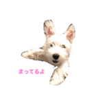 ウエスティのベリー（個別スタンプ：3）