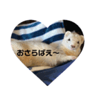 フェレットスタンプ ロアちゃん（個別スタンプ：9）