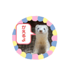 フェレットスタンプ ロアちゃん（個別スタンプ：11）