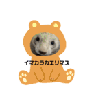 フェレットスタンプ ロアちゃん（個別スタンプ：14）