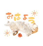 癒しの口悪スコティッシュあまこ（個別スタンプ：1）