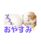 癒しの口悪スコティッシュあまこ（個別スタンプ：2）