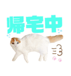 癒しの口悪スコティッシュあまこ（個別スタンプ：7）
