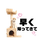 癒しの口悪スコティッシュあまこ（個別スタンプ：8）
