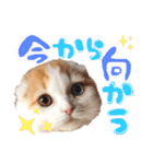 癒しの口悪スコティッシュあまこ（個別スタンプ：9）
