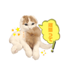 癒しの口悪スコティッシュあまこ（個別スタンプ：10）