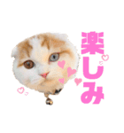 癒しの口悪スコティッシュあまこ（個別スタンプ：11）