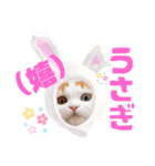 癒しの口悪スコティッシュあまこ（個別スタンプ：12）