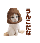 癒しの口悪スコティッシュあまこ（個別スタンプ：17）