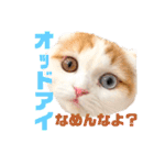 癒しの口悪スコティッシュあまこ（個別スタンプ：21）