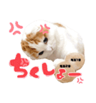 癒しの口悪スコティッシュあまこ（個別スタンプ：22）