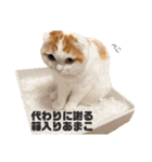 癒しの口悪スコティッシュあまこ（個別スタンプ：31）