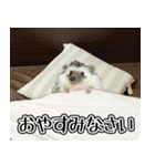ハリネズミのハリコラ スタンプ（個別スタンプ：1）