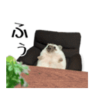 ハリネズミのハリコラ スタンプ（個別スタンプ：2）