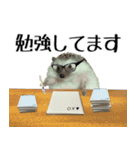 ハリネズミのハリコラ スタンプ（個別スタンプ：3）