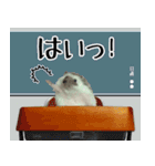 ハリネズミのハリコラ スタンプ（個別スタンプ：4）