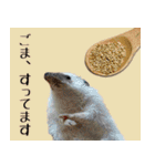 ハリネズミのハリコラ スタンプ（個別スタンプ：12）