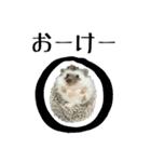 ハリネズミのハリコラ スタンプ（個別スタンプ：16）