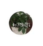 励まし・応援用 花のスタンプ（個別スタンプ：5）