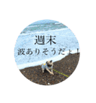 Rockyの平凡な毎日②（個別スタンプ：28）