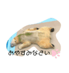 寝てまう猫（個別スタンプ：2）