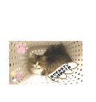 寝てまう猫（個別スタンプ：5）