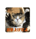 寝てまう猫（個別スタンプ：7）