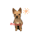 my pet k（個別スタンプ：1）