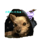 my pet k（個別スタンプ：3）