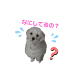 my pet k（個別スタンプ：4）