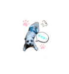 my pet k（個別スタンプ：6）