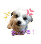 my pet k（個別スタンプ：7）