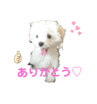 my pet k（個別スタンプ：8）