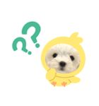 Petit stamp（個別スタンプ：1）