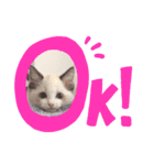 こんちゃ♡ラグドール子猫ちゃん♡（個別スタンプ：1）