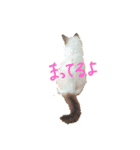 こんちゃ♡ラグドール子猫ちゃん♡（個別スタンプ：2）