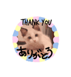 こんちゃ♡ラグドール子猫ちゃん♡（個別スタンプ：4）