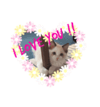 こんちゃ♡ラグドール子猫ちゃん♡（個別スタンプ：6）