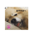 フェレットとイヌ短い返信スタンプ（個別スタンプ：3）