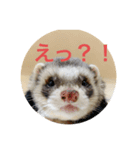 フェレットとイヌ短い返信スタンプ（個別スタンプ：4）