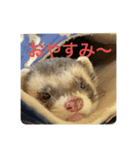 フェレットとイヌ短い返信スタンプ（個別スタンプ：5）